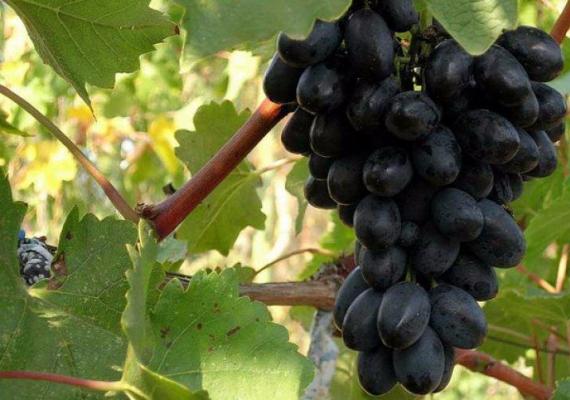 Готовим вино из винограда и изюма кишмиш в домашних условиях